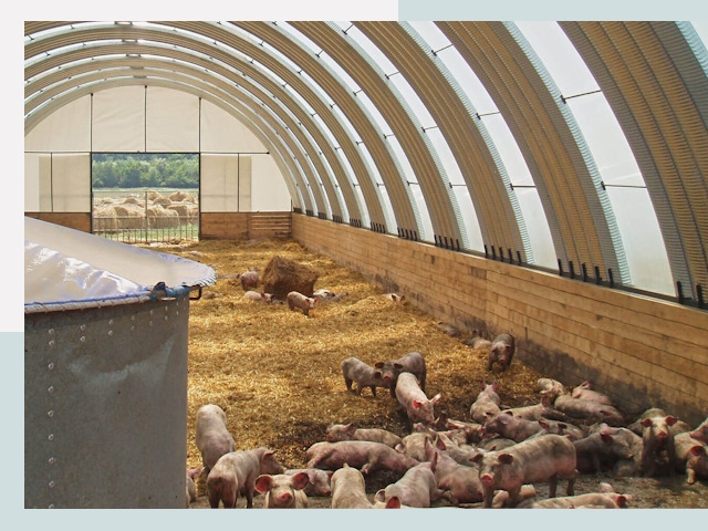 Строительство свинарников в Куйбышеве